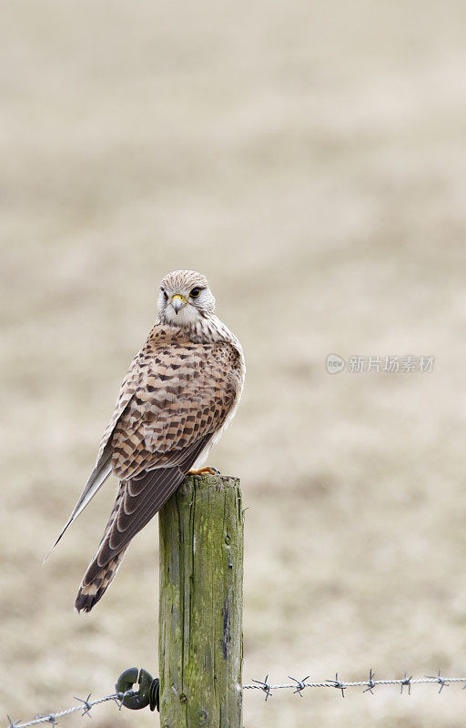 红隼(Falco tinnunculus)雌性